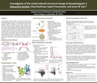 Department of Chemistry and Biochemistry
Siena College, Loudonville, NY 12211
Investigation of the metal-induced structural change of Synaptotagmin-1
Alexandria Konkol, Chad Dashnaw, Kayla Provenzano, and Jesse W. Karr*
Abstract
Lead poisoning has been identified as one of the most common, yet
preventable health concerns in the U.S. Though lead has been known
to cause neurological problems, the mechanisms by which various
biological systems are affected by lead remains unknown; thus,
treatment for lead poisoning is inadequate. Various metalloproteins,
such as the membrane trafficking protein synaptotagmin I (syt1), have
been shown to bind lead with a greater affinity than their native metal
ion and have been identified as potential targets of lead. Normal
functioning syt1 will interact with another membrane trafficking
protein to facilitate the release of certain neurotransmitters; however,
in the presence of Pb(II), there appears to be a loss of interaction
between these two proteins. This research aims to better characterize
the structural change that occurs when syt1 binds lead rather than
calcium, the native metal ion and to study the reversibility of such
binding.
Neurotransmitter Release
adapted from Tucker et al. 2002
1) Formation of SNARE complex
• Synaptobrevin
• Syntaxin
• SNAP-25
2) Activation by calcium
3) Syt1 interpenetrates
membrane
4) Phospholipid bilayer is
deformed, allowing for a
“bulge” in the membrane
5) Syt1 binds SNARE complex,
further driving assimilation
6) Full endocytosis of the
neurotransmitter
• 421 amino acid long, 47 kDa
target membrane bound
protein
• Thought to be involved in
neurotransmitter release
• Known as to be a Ca(II) binding
protein
• Contains 2 C2 domains
• Believed to facilitate fusion
between neurotransmitter
vesicles and target membranes
• Shown to bind lead with higher
affinity than native ion
The quaternary structure of syt1. The cytoplasmic
region of syt1 (PDBid: 2R83) and its two calcium
binding domains, C2A (PDBid: 1BYN) and C2B
(PDBid: 1TJX).
C2A
C2B
Synaptotagmin-1 (syt1)
Protein Expression of Syt1-GST
Discussion and Conclusions
It appears that inducing E.Coli at a higher temperature provides a
greater yield of cells and thus, a greater protein yield. Although the
folded structure of syt1-GST induced at this temperature has yet to be
confirmed, we believe it actually better represent the biologically
active structure of syt1. Additionally, although the high salt wash is
able to remove the majority of the nucleic acid contaminate, we feel
the the purification process requires additional purification steps in
order to remove all mRNA contaminates.
Based on the calorimetric studies, it would appear that the presence
of Ca2+ does not stabilize the protein. To fully understand the activity
of syt1-GST in the presence of metal ions, the experiment should be
ran under the same conditions in the presence of Pb2+.
Acknowledgements
• Jonathon Pevsner of Johns Hopkins University for the plasmid
encoding the syt-GST (p65, 1-5) fusion protein.
• Siena Summer Scholars Program and CURCA for providing funding.
• Siena College Department of Chemistry and Biochemistry for use of
facilities.
• The SAInT Center at Siena College
References
• Chapman, E. R. (2008) How does synaptotagmin trigger neurotransmitter release? Annu. Rev. Biochem. 77,
615-641.
• Garcia, R. A., Forde, C. E., and Godwin, H. A. (2000) Calcium triggers an intramolecular association of the C2
domains in synaptotagmin. Proc. Nat. Acad. Sci. U.S.A. 97, 5883-5888.
• Bouton CM, Frelin LP, Forde CE, Arnold Godwin H, Pevsner J. (2001) Synaptotagmin I is a molecular target for
lead. J. Neurochem. 76, 1724-35.
• Sukumaran, S., Banerjee, s., Bhasker, S., Thekkuveettil, A. (2008) The cytoplasmic C2A domain of
synaptotagmin shows sequence specific interaction with its own mRNA. Biochem. Biophys. Res. Commun.
373, 509-514.
• Tucker, W. C., and Chapman, E. R. (2002) Role of synaptotagmin in Ca2+-triggered exocytosis. Biochem. J. 366,
1–13.
DSC Characterization of Syt1-GST
Amp-R Gene
Syt1-GST Gene
Insert Plasmid into
E. Coli Cell
Cells containing plasmid
express ampicillin
resistance
Grow cells on LBA agar plates
Only cells receiving plasmid
will form colonies on plate
• BL21 (DE3) and
RosettaTM(DE3)pLysS E. Coli
competent cells were transform
with syt1-GST encoding plasmid
• Transformed cells were initially
grown on a small scale:
• Miller’s Mix
• Optimal growth time: 10 hrs.
• Optimal growth temp: 37 °C
• Small scale growths were used to
for large scale growth and
expression:
• 2XYT Broth
• Induced with IPTG
• Optimal expression time: 4 hrs.
• Optimal expression temp: 37 °C
SDS-PAGE Analysis of Syt1-GST purification. A) Lanes 1-5: Recovered FPLC fractions from syt1-GST
induction at 37 °C; lane 6: molecular weight standards. B) Lanes 1-7: Recovered FPLC fractions from syt1-
GST induction at 30 °C; lane 8: BSA; lane 9 myoglobin; and lane 10: molecular weight standards.
Protein Purification of Syt1-GST
• Cells were lysed with a Sonic
Dismembrator
• Pulse: 1 sec. on, 1 sec. off pulse
sequence at 80% amplitude
• Duration: 1 min
• Clarified lysate was purified using a
GSTrap FF column
• Resin: Glutatione Sepharose Fast
Flow
• Wash Buffer: 2.8 mM Phosphate
buffer, pH 7 with 0.5 M NaCl, 2.7
mM KCl, and 5 mM EDTA
• Elution Buffer: 50 mM Tris buffer
pH 8 with 15 mM reduced
Glutathione
FPLC trace for purification of syt1-GST. The
280 nm signal is used to detect protein
concentration, the 254 nm signal is used to
detect DNA/RNA contamination.
Differential scanning calorimetry (DSC) experiments were used to
investigate the thermodynamic stability of syt1-GST in the presence
and absence of Ca2+.
DSC thermogram of 15 µM syt1-GST in
the presence of 90 mM CaCl2. This
thermogram suggests a two event
unfolding process which can be modeled
using TM values of 48 and 52 °C.
A
B
Schematic description for transformation of E. coli
competent cells with the syt1-GST plasmid.
DSC Thermogram of 15 µM syt1-GST in
the absence of any additional metal
ions. This thermogram suggests a three
event unfolding process which can be
modeled using TM values of 56, 66, and
70 °C.
 