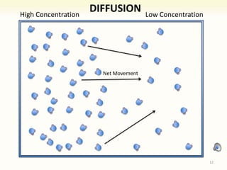 High Concentration Low Concentration
DIFFUSION
Net Movement
12
 