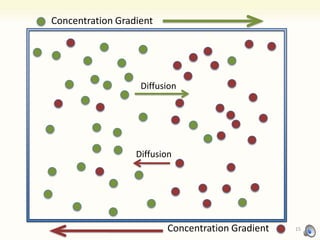 Concentration Gradient
Concentration Gradient
Diffusion
Diffusion
15
 