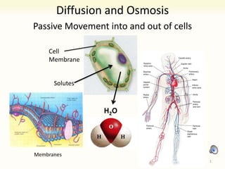 Diffusion and Osmosis
Passive Movement into and out of cells
H2O
Solutes
Cell
Membrane
Membranes
1
 