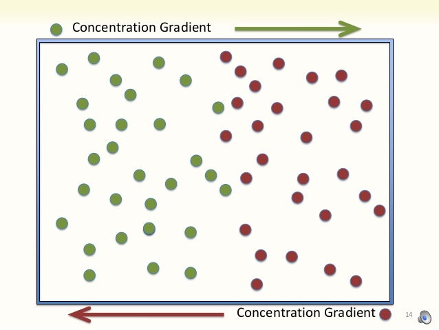 9 diffusion and osmosis (Lab) Thursday 9/19