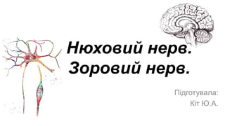 Нюховий та зоровий нерви | PPT