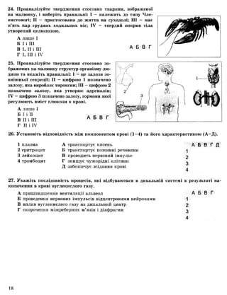 24. Проаналізуйте твердження стосовно тварини, зображеної
на малюнку, і виберіть правильні: І — належить до типу Чле­
нистоногі; II — пристосована до життя на суходолі; III — має
п’ять пар грудних ходильних ніг; IV — твердий покрив тіла
утворений целюлозою.
А лише І
Б І і III
В І, II і III
Г І, III і IV
25. Проаналізуйте твердження стосовно зо­
бражених на малюнку структур організму лю­
дини та вкажіть правильні: І —це залози зо­
внішньої секреції; II — цифрою 1 позначено
залозу, яка виробляє тироксин; III —цифрою 2
позначено залозу, яка утворює адреналін;
IV —цифрою 3 позначено залозу, гормони якої
регулюють вміст глюкози в крові.
А лише І
Б І і II
В II і III
Г II і IV
А Б В Г
26. Установіть відповідність між компонентом крові (1—4) та його характеристикою (А—Д).
1 плазма А транспортує кисень
2 еритроцит Б транспортує поживні речовини
3 лейкоцит В проводить нервовий імпульс
4 тромбоцит Г знищує чужорідні клітини
Д забезпечує зсідання крові
А Б В Г Д
1
2
3
4
27. Укажіть послідовність процесів, які відбуваються в дихальній системі в результаті на­
копичення в крові вуглекислого газу.
А пришвидшення вентиляції альвеол А Б В Г
Б проведення нервових імпульсів відцентровими нейронами 1
В вплив вуглекислого газу на дихальний центр 2
Г скорочення міжреберних м’язів і діафрагми 3
4
 
