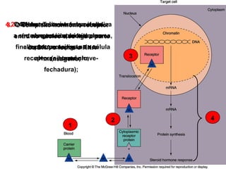4.2.OO hormônio entra na célulaO O hormônio o núcleo e realiza
3. 1. RNAm deixa é transportado
complexo hormônio receptor
a síntese núcleointerior do parte
no alvo e no e se liga uma
entra sangue acoplado a a
no protéica no citoplasma,
finalizando proteína; o RNA
citoplasmaresposta da célula
do DNAae se liga ao seu
forma
3

receptorao hormônio;
alvo (sistema chavemensageiro;
fechadura);

1

2

4

 
