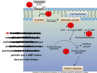 1
2

3
4.5.OO AMP cíclico é inativado
2.
1. A aumento da
3.
hormônio atinge a célula
complexo hormônioenzima adenilato ciclase

5

concentração deadocíclico que
receptorfosfodiesterase Ge
alvo através AMP
pela ativa proteína a
forma o AMP sangue
cíclico intracelularseuATP;
formaligaAMP.ativa a
se 5’ ao a enzima
que partir do receptor que
ativa Os fatores
proteína quinase fosfodiesterase
interferemchave-fechadura)
(sistema naciclase;
adenilato que
provoca acomo a cafeína podem
na membrana plasmática;
resposta celular;
permitir que o AMP cíclico
atue por mais tempo;

4

 