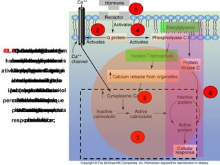 1
2

4

4.1.AO aumento das
5. OO complexotambém
O diacilglicerol
hormônio
3. 6.proteínatrifosfato
2. Oinositol G atinge
faz ativa que ocorra
a célula aativar a
com alvo através
pode proteína
hormônio-receptor
concentrações de
liberação de e que é
doproteína C que
sangue C
ativa fosfolipaseG se liga
cálcio intracelularno
a quinase Ca++
interior dareceptor
responsável
aoativa outras o
seu célula,
abre os canais pela
ativam uma
obtençãocélula
(sistema chaveque ativainositol
iônicos proteínas
proteína chamada
da do a

5

intracelularese
calmodulinado
trifosfato e na
fechadura)
permitindo a entrada
calmodulina queque
provoca a a resposta
induzem resposta
diacilglicerol;
membrana
influencia na
do cálcio;
plasmática;
celular;
celular;
resposta celular;

3

6

 