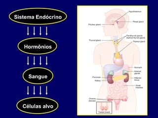 Sistema Endócrino

Hormônios

Sangue

Células alvo

 