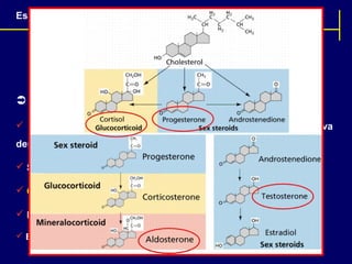 Escola de Educação Física e Esporte de Ribeirão Preto (EEFERP)

 Hormônios Esteróides:
 Estrutura química similar ao colesterol e a maioria deles deriva
dessa gordura;
 São lipossolúveis;
 QUAL A IMPLICAÇÃO DESSA INFORMAÇÃO?
 Difundem-se facilmente através das membranas celulares;
 EXEMPLOS:

 