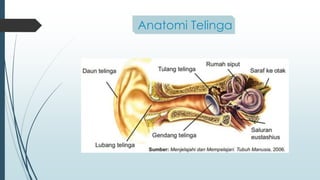 Anatomi Telinga
 