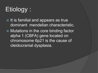 Etiology :
 It is familial and appears as true
dominant mendelian characteristic.
 Mutations in the core binding factor
alpha 1 (CBFA) gene located on
chromosome 6p21 is the cause of
cleidocranial dysplasia.
 