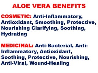 ALOE VERA BENEFITS
COSMETIC: Anti-Inflammatory,
Antioxidant, Smoothing, Protective,
Nourishing Clarifying, Soothing,
Hydrating
MEDICINAL: Anti-Bacterial, Anti-
Inflammatory, Antioxidant,
Soothing, Protective, Nourishing,
Anti-Viral, Wound-Healing
 
