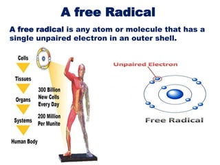 A free radical is any atom or molecule that has a
single unpaired electron in an outer shell.
A free Radical
 