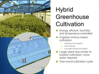 Hybrid
Greenhouse
Cultivation
 Energy efficient, humidity
and temperature controlled
 Irrigation mimics indoor
cultivation
 Hydroponic drip irrigation
 Hand watering
 Low waste through recirculation
 Larger plant size similar to
outdoor cultivation; more
water required
 Year-round cultivation cycle
 