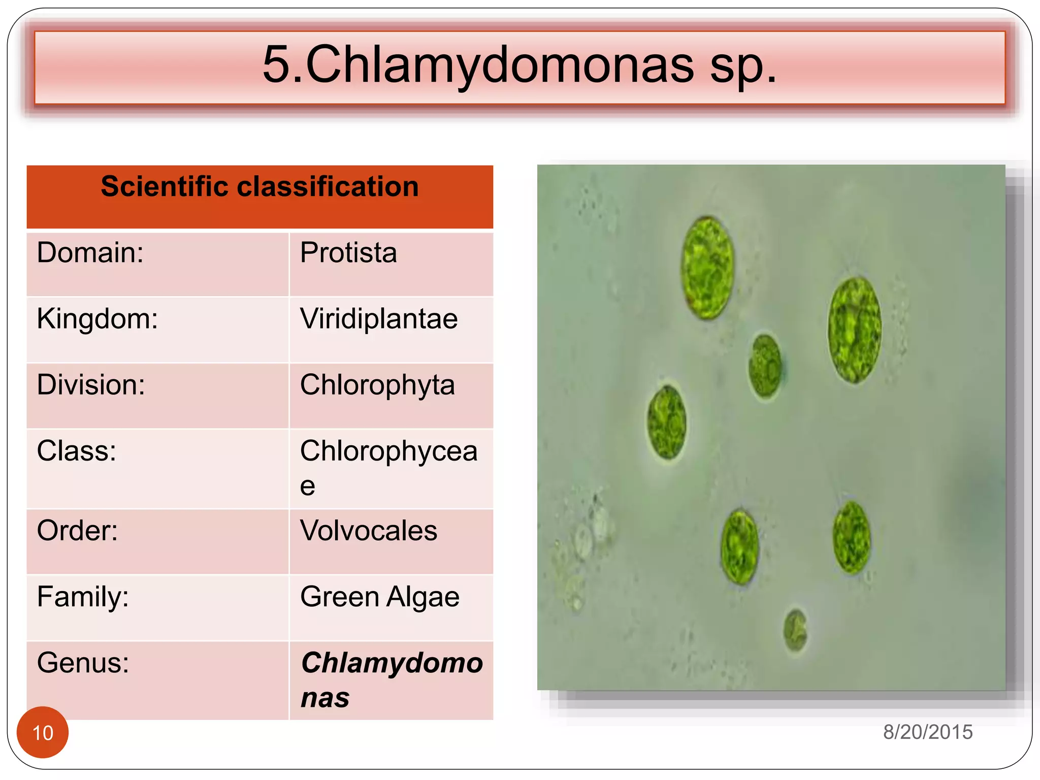 5.Chlamydomonas sp.
Scientific classification
Domain: Protista
Kingdom: Viridiplantae
Division: Chlorophyta
Class: Chlorophycea
e
Order: Volvocales
Family: Green Algae
Genus: Chlamydomo
nas
8/20/201510
 