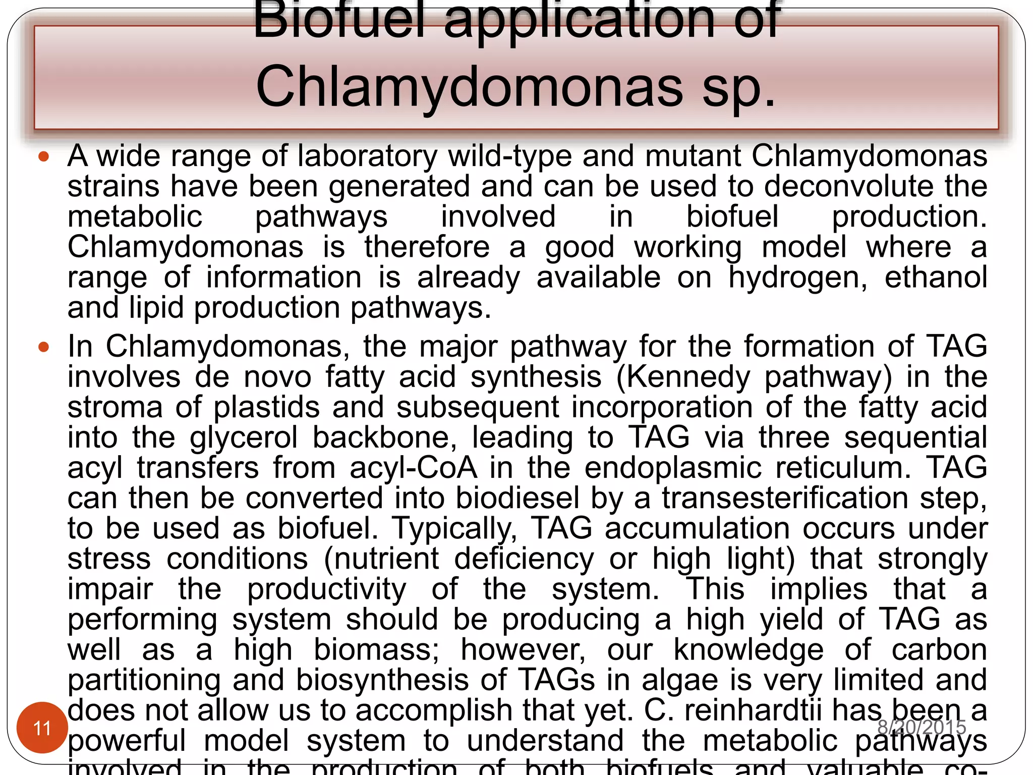 Biofuel application of
Chlamydomonas sp.
 A wide range of laboratory wild-type and mutant Chlamydomonas
strains have been generated and can be used to deconvolute the
metabolic pathways involved in biofuel production.
Chlamydomonas is therefore a good working model where a
range of information is already available on hydrogen, ethanol
and lipid production pathways.
 In Chlamydomonas, the major pathway for the formation of TAG
involves de novo fatty acid synthesis (Kennedy pathway) in the
stroma of plastids and subsequent incorporation of the fatty acid
into the glycerol backbone, leading to TAG via three sequential
acyl transfers from acyl-CoA in the endoplasmic reticulum. TAG
can then be converted into biodiesel by a transesterification step,
to be used as biofuel. Typically, TAG accumulation occurs under
stress conditions (nutrient deficiency or high light) that strongly
impair the productivity of the system. This implies that a
performing system should be producing a high yield of TAG as
well as a high biomass; however, our knowledge of carbon
partitioning and biosynthesis of TAGs in algae is very limited and
does not allow us to accomplish that yet. C. reinhardtii has been a
powerful model system to understand the metabolic pathways
8/20/201511
 