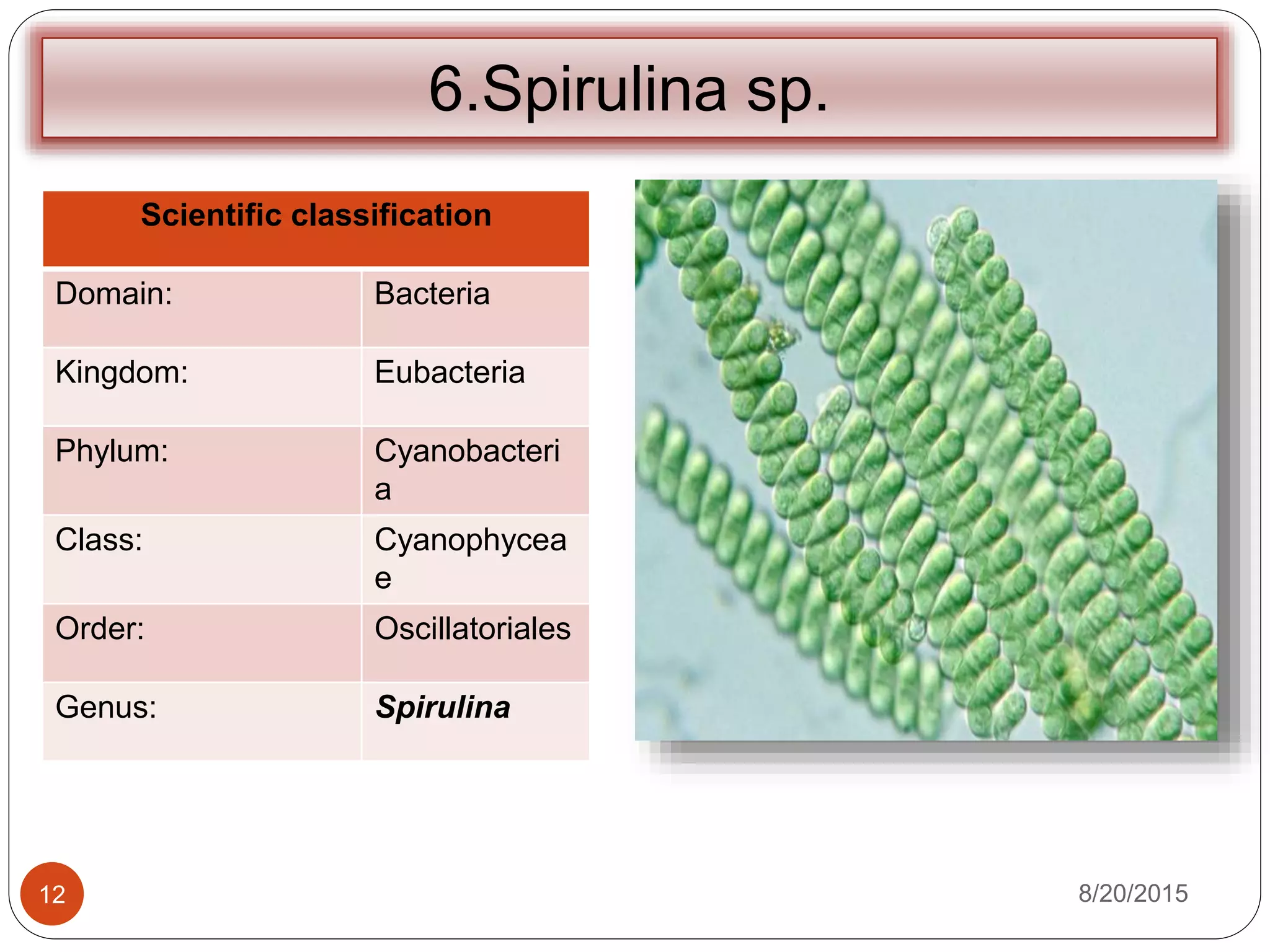6.Spirulina sp.
Scientific classification
Domain: Bacteria
Kingdom: Eubacteria
Phylum: Cyanobacteri
a
Class: Cyanophycea
e
Order: Oscillatoriales
Genus: Spirulina
8/20/201512
 