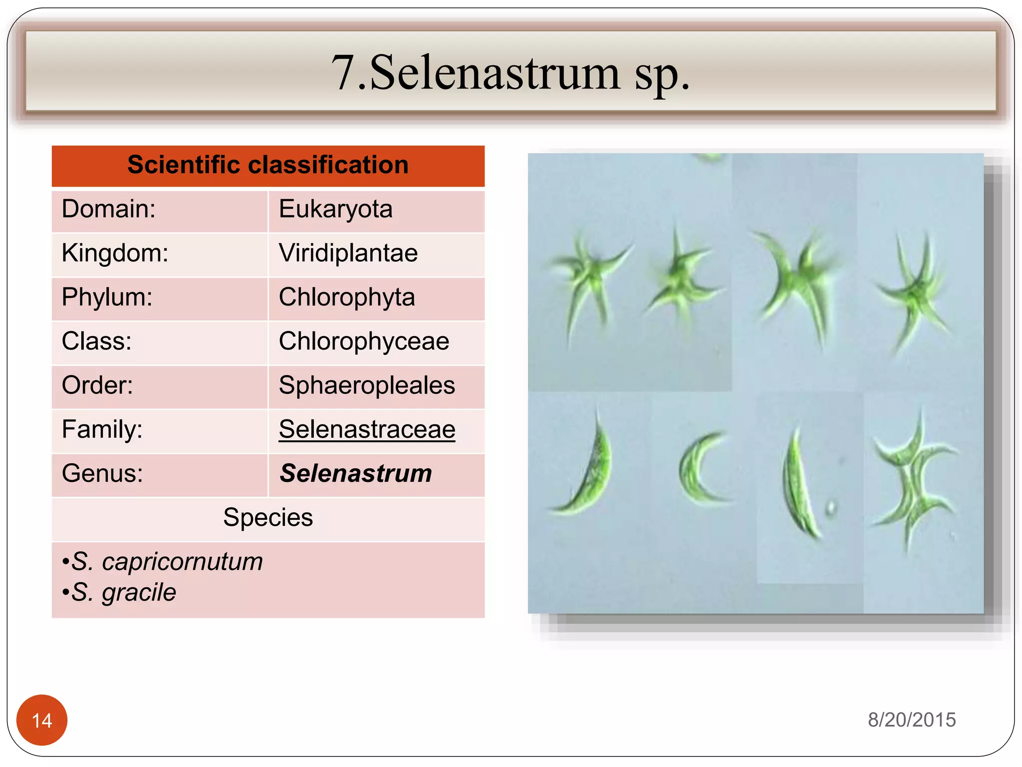 7.Selenastrum sp.
Scientific classification
Domain: Eukaryota
Kingdom: Viridiplantae
Phylum: Chlorophyta
Class: Chlorophyceae
Order: Sphaeropleales
Family: Selenastraceae
Genus: Selenastrum
Species
•S. capricornutum
•S. gracile
8/20/201514
 