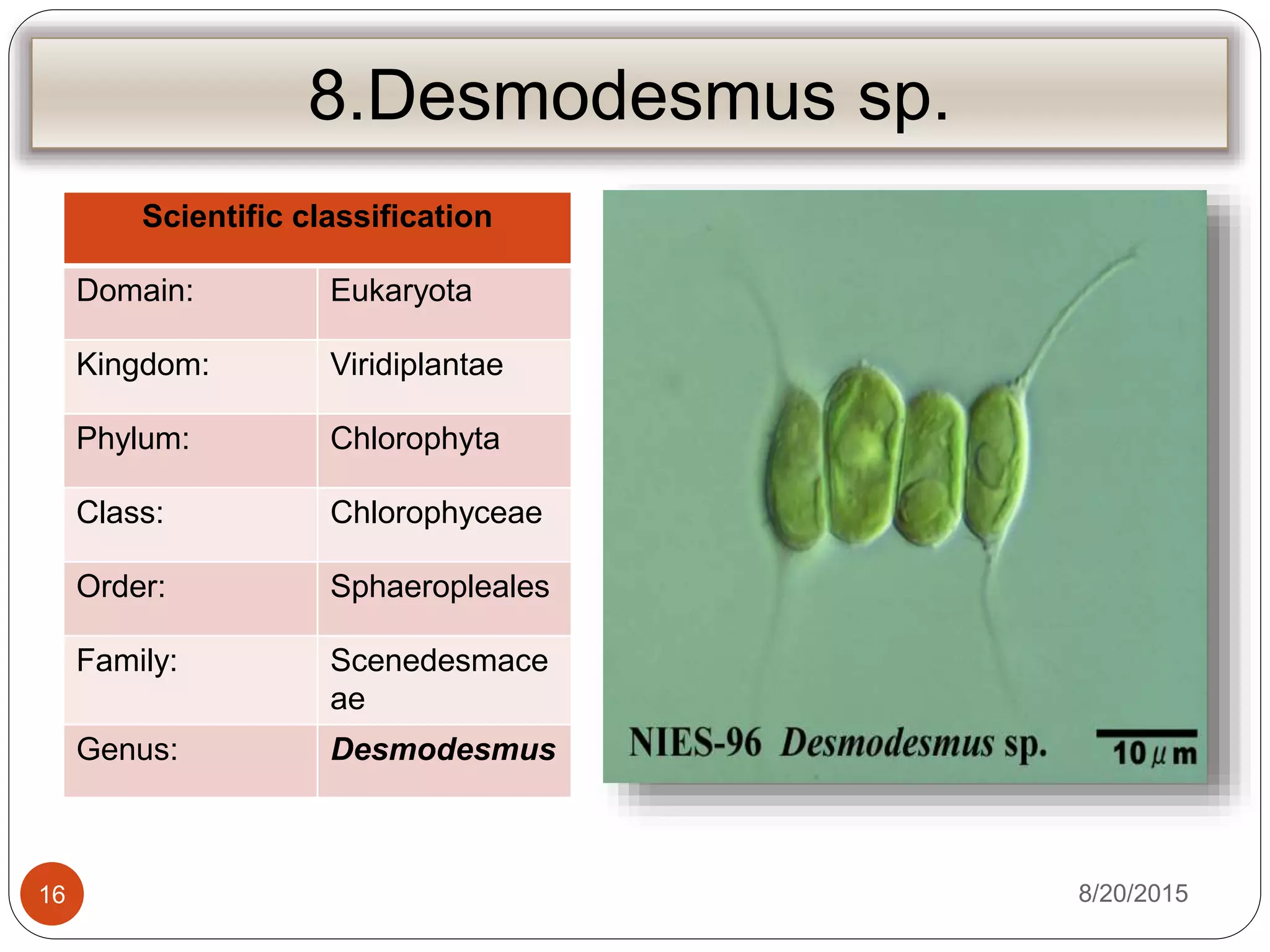 8.Desmodesmus sp.
Scientific classification
Domain: Eukaryota
Kingdom: Viridiplantae
Phylum: Chlorophyta
Class: Chlorophyceae
Order: Sphaeropleales
Family: Scenedesmace
ae
Genus: Desmodesmus
8/20/201516
 