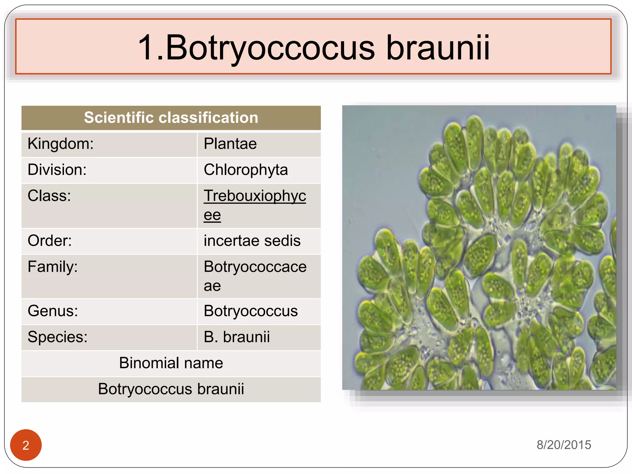 1.Botryoccocus braunii
Scientific classification
Kingdom: Plantae
Division: Chlorophyta
Class: Trebouxiophyc
ee
Order: incertae sedis
Family: Botryococcace
ae
Genus: Botryococcus
Species: B. braunii
Binomial name
Botryococcus braunii
8/20/20152
 