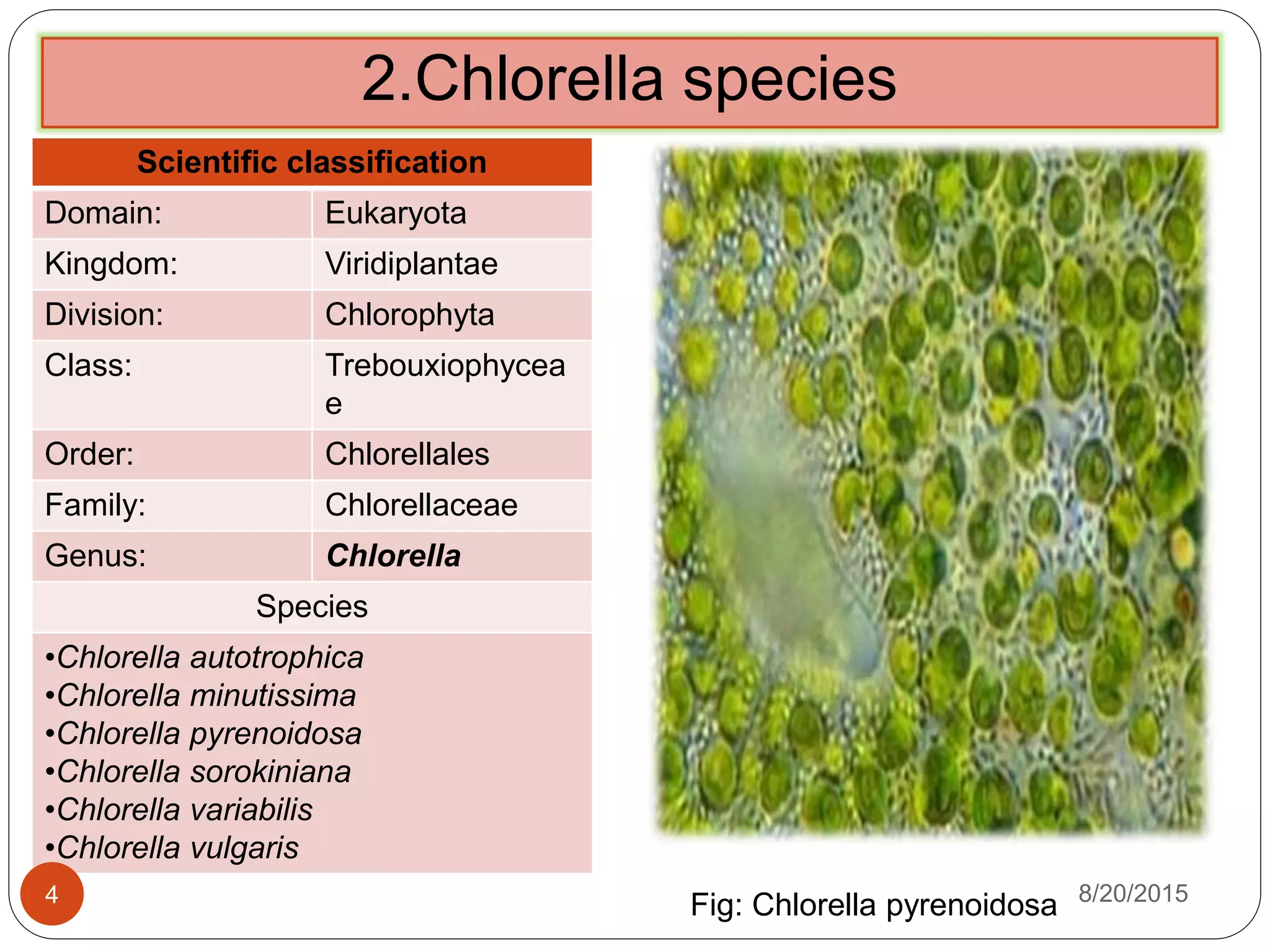 2.Chlorella species
Scientific classification
Domain: Eukaryota
Kingdom: Viridiplantae
Division: Chlorophyta
Class: Trebouxiophycea
e
Order: Chlorellales
Family: Chlorellaceae
Genus: Chlorella
Species
•Chlorella autotrophica
•Chlorella minutissima
•Chlorella pyrenoidosa
•Chlorella sorokiniana
•Chlorella variabilis
•Chlorella vulgaris
Fig: Chlorella pyrenoidosa 8/20/20154
 