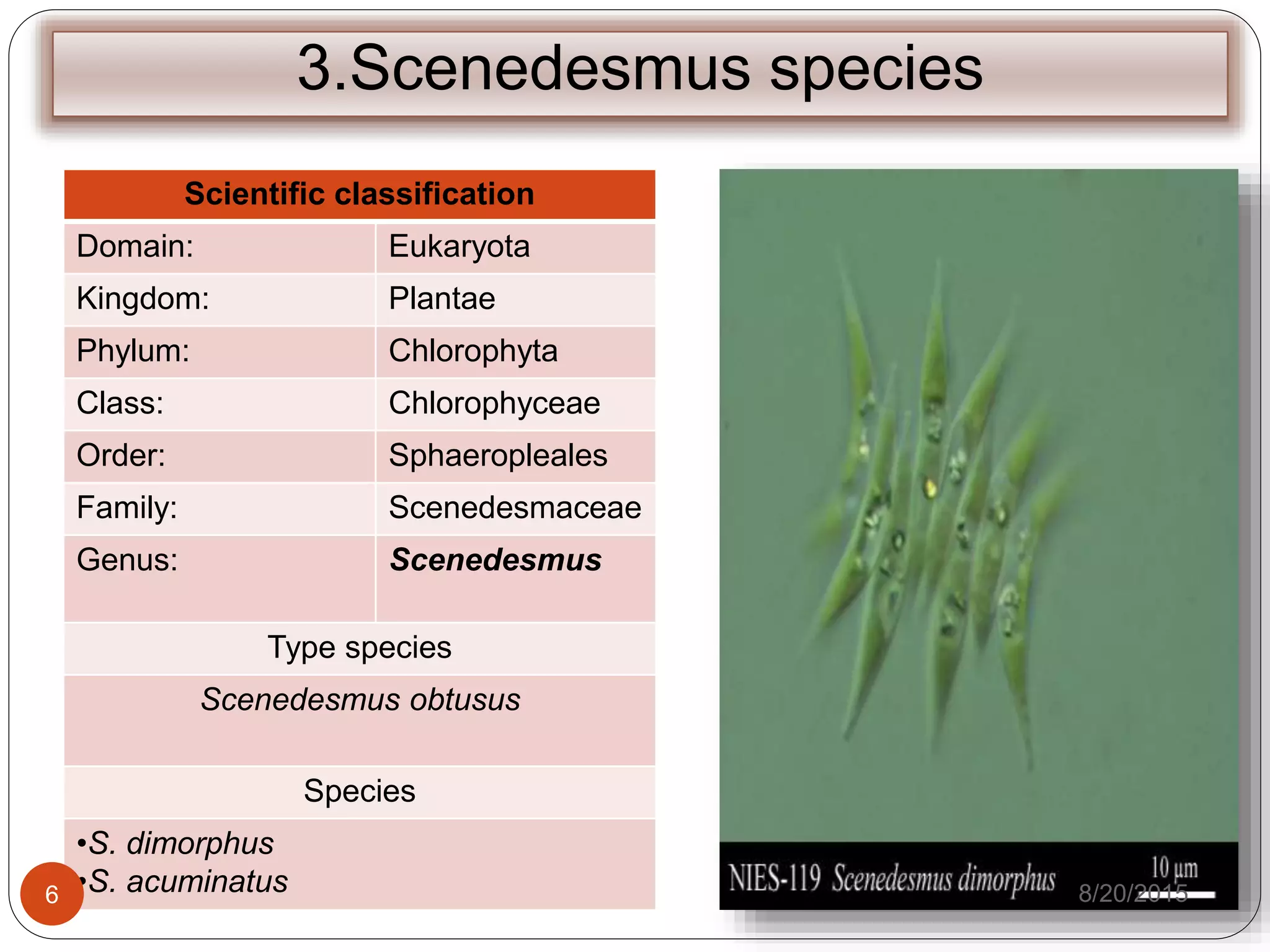 3.Scenedesmus species
Scientific classification
Domain: Eukaryota
Kingdom: Plantae
Phylum: Chlorophyta
Class: Chlorophyceae
Order: Sphaeropleales
Family: Scenedesmaceae
Genus: Scenedesmus
Type species
Scenedesmus obtusus
Species
•S. dimorphus
•S. acuminatus 8/20/20156
 