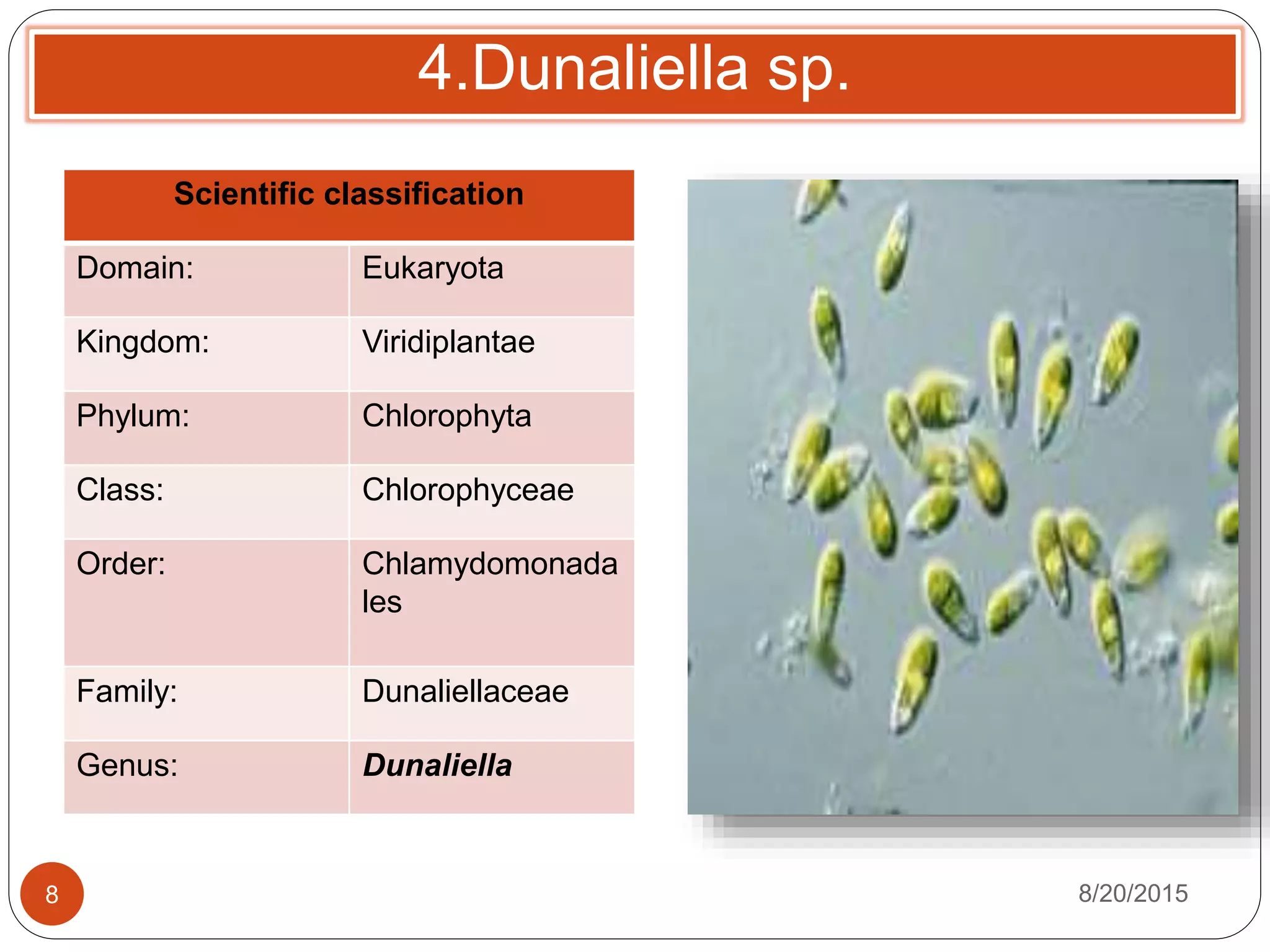 4.Dunaliella sp.
Scientific classification
Domain: Eukaryota
Kingdom: Viridiplantae
Phylum: Chlorophyta
Class: Chlorophyceae
Order: Chlamydomonada
les
Family: Dunaliellaceae
Genus: Dunaliella
8/20/20158
 
