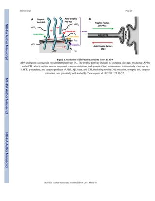 Figure 1. Mediation of alternative plasticity states by APP
APP undergoes cleavage via two different pathways (A). The trophic pathway includes α-secretase cleavage, producing sAPPα
and αCTF, which mediate neurite outgrowth, caspase inhibition, and synaptic (Syn) maintenance. Alternatively, cleavage by
BACE, γ-secretase, and caspase produces sAPPβ, Aβ, Jcasp, and C31, mediating neurite (Nt) retraction, synaptic loss, caspase
activation, and potentially cell death (B) (Descamps et al JAD 2011;25:51-57).
Spilman et al. Page 25
Brain Res. Author manuscript; available in PMC 2015 March 10.
NIH-PAAuthorManuscriptNIH-PAAuthorManuscriptNIH-PAAuthorManuscript
 