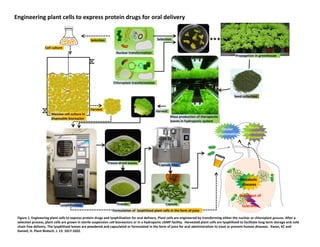 Engineering plant cells to express protein drugs for oral delivery
Neuro‐
degenerative
diseases
Ocular 
inflammation
Selection Selection
Harvest
Cell culture
Capsule filler
CapsulePowder
Freeze‐dried leaves
Lyophilization
Seed collection
Propagation in greenhouse
Mass production of therapeutic 
leaves in hydroponic system
Formulation of  lyophilized plant cells in the form of juice
Harvest
Massive cell culture in 
disposable bioreactor 
Chloroplast transformation
Nuclear transformation
Metabolic
diseases
Figure 1. Engineering plant cells to express protein drugs and lyophilization for oral delivery. Plant cells are engineered by transforming either the nuclear or chloroplast genome. After a 
selection process, plant cells are grown in sterile suspension cell bioreactors or in a hydroponic cGMP facility.  Harvested plant cells are lyophilized to facilitate long term storage and cold 
chain free delivery. The lyophilized leaves are powdered and capsulated or formulated in the form of juice for oral administration to treat or prevent human diseases.  Kwon, KC and 
Daniell, H. Plant Biotech. J. 13: 1017‐1022. 
 