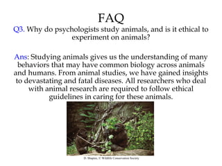 FAQ
Q3. Why do psychologists study animals, and is it ethical to
experiment on animals?
Ans: Studying animals gives us the understanding of many
behaviors that may have common biology across animals
and humans. From animal studies, we have gained insights
to devastating and fatal diseases. All researchers who deal
with animal research are required to follow ethical
guidelines in caring for these animals.
D. Shapiro, © Wildlife Conservation Society
 