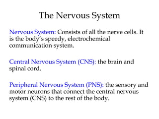 The Nervous System
Nervous System: Consists of all the nerve cells. It
is the body’s speedy, electrochemical
communication system.
Central Nervous System (CNS): the brain and
spinal cord.
Peripheral Nervous System (PNS): the sensory and
motor neurons that connect the central nervous
system (CNS) to the rest of the body.
 