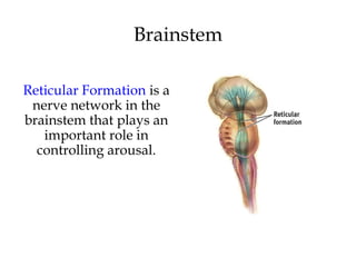 Brainstem
Reticular Formation is a
nerve network in the
brainstem that plays an
important role in
controlling arousal.
 