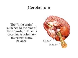 The “little brain”
attached to the rear of
the brainstem. It helps
coordinate voluntary
movements and
balance.
Cerebellum
 