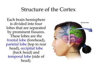 Structure of the Cortex
Each brain hemisphere
is divided into four
lobes that are separated
by prominent fissures.
These lobes are the
frontal lobe (forehead),
parietal lobe (top to rear
head), occipital lobe
(back head) and
temporal lobe (side of
head).
 