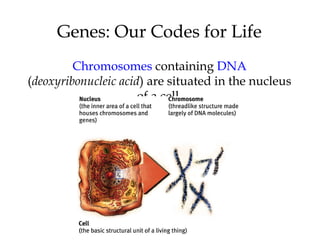 Genes: Our Codes for Life 
Chromosomes containing DNA 
(deoxyribonucleic acid) are situated in the nucleus 
9 
of a cell. 
 