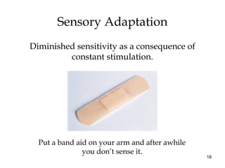 18
Sensory Adaptation
Diminished sensitivity as a consequence of
constant stimulation.
Put a band aid on your arm and after awhile
you don’t sense it.
 