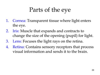 29
Parts of the eye
1. Cornea: Transparent tissue where light enters
the eye.
2. Iris: Muscle that expands and contracts to
change the size of the opening (pupil) for light.
3. Lens: Focuses the light rays on the retina.
4. Retina: Contains sensory receptors that process
visual information and sends it to the brain.
 