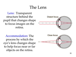 30
The Lens
Lens: Transparent
structure behind the
pupil that changes shape
to focus images on the
retina.
Accommodation: The
process by which the
eye’s lens changes shape
to help focus near or far
objects on the retina.
 
