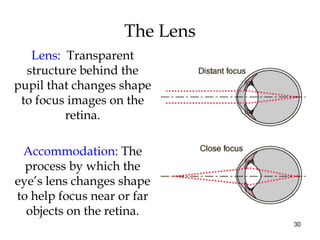 30
The Lens
Lens: Transparent
structure behind the
pupil that changes shape
to focus images on the
retina.
Accommodation: ...