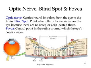 32
Optic Nerve, Blind Spot & Fovea
http://www.bergen.org
Optic nerve: Carries neural impulses from the eye to the
brain. Blind Spot: Point where the optic nerve leaves the
eye because there are no receptor cells located there.
Fovea: Central point in the retina around which the eye’s
cones cluster.
 