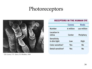 34
Photoreceptors
E.R. Lewis, Y.Y. Zeevi, F.S Werblin, 1969
 
