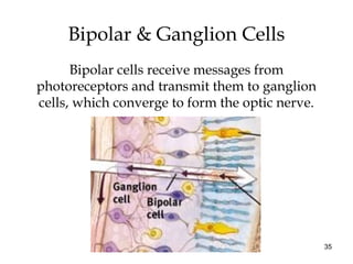 35
Bipolar & Ganglion Cells
Bipolar cells receive messages from
photoreceptors and transmit them to ganglion
cells, which converge to form the optic nerve.
 