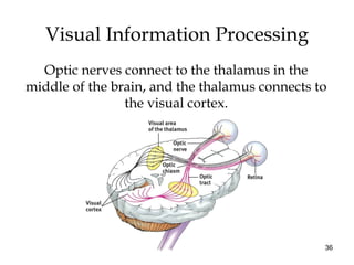 36
Visual Information Processing
Optic nerves connect to the thalamus in the
middle of the brain, and the thalamus connects to
the visual cortex.
 