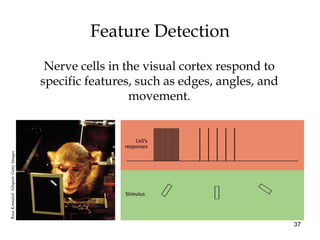37
Feature Detection
Nerve cells in the visual cortex respond to
specific features, such as edges, angles, and
movement.
RossKinnaird/Allsport/GettyImages
 