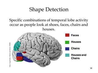 38
Shape Detection
Specific combinations of temporal lobe activity
occur as people look at shoes, faces, chairs and
houses.
Ishai,Ungerleider,MartinandHaxby/NIMH
 