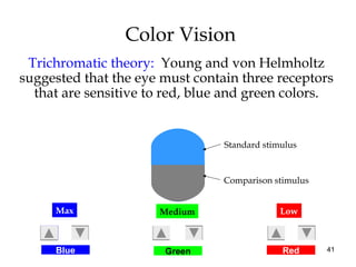 41
Color Vision
Trichromatic theory: Young and von Helmholtz
suggested that the eye must contain three receptors
that are sensitive to red, blue and green colors.
Blue Green Red
Medium LowMax
Standard stimulus
Comparison stimulus
 