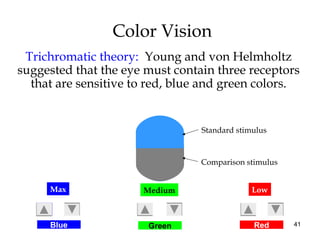 41
Color Vision
Trichromatic theory: Young and von Helmholtz
suggested that the eye must contain three receptors
that are ...