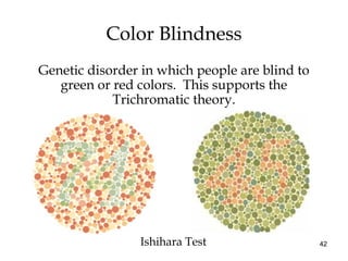 42
Color Blindness
Ishihara Test
Genetic disorder in which people are blind to
green or red colors. This supports the
Trichromatic theory.
 