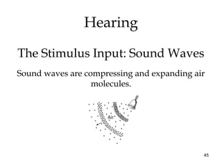 45
Hearing
The Stimulus Input: Sound Waves
Sound waves are compressing and expanding air
molecules.
 