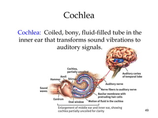 49
Cochlea
Cochlea: Coiled, bony, fluid-filled tube in the
inner ear that transforms sound vibrations to
auditory signals.
 