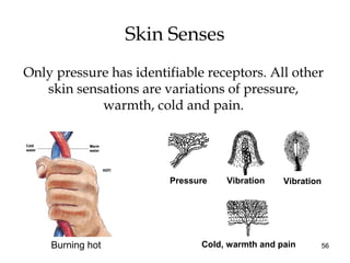 56
Skin Senses
Only pressure has identifiable receptors. All other
skin sensations are variations of pressure,
warmth, cold and pain.
Burning hot
Pressure Vibration Vibration
Cold, warmth and pain
 